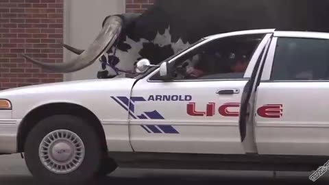 Carrying a huge bull in a car