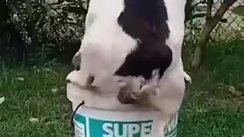 Funny cats and dogs 🤣🤣😂😂
