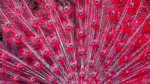 ❣️Red coloured Peacock dance #amazing #peacock #birds #dance #viral #shorts #shortsfeed #trending