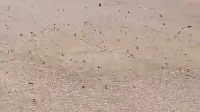 Dust Devil Knocks Down Trash Can