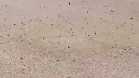 Dust Devil Knocks Down Trash Can