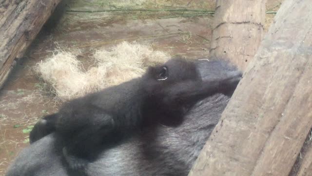 Baby Gorilla Rides On Mother's Back