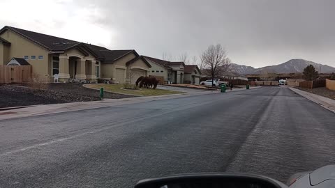 horses neighborhood dayton nevada