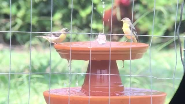 Rub a dub dub, 3 birds in a tub (fountain)