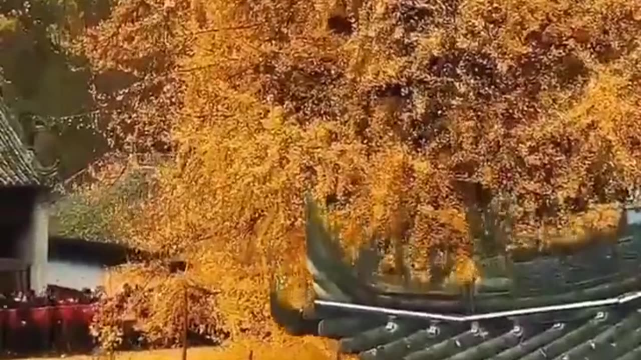 china, in a Buddhist temple, there is this 1,400-year-old ginkgo tree,