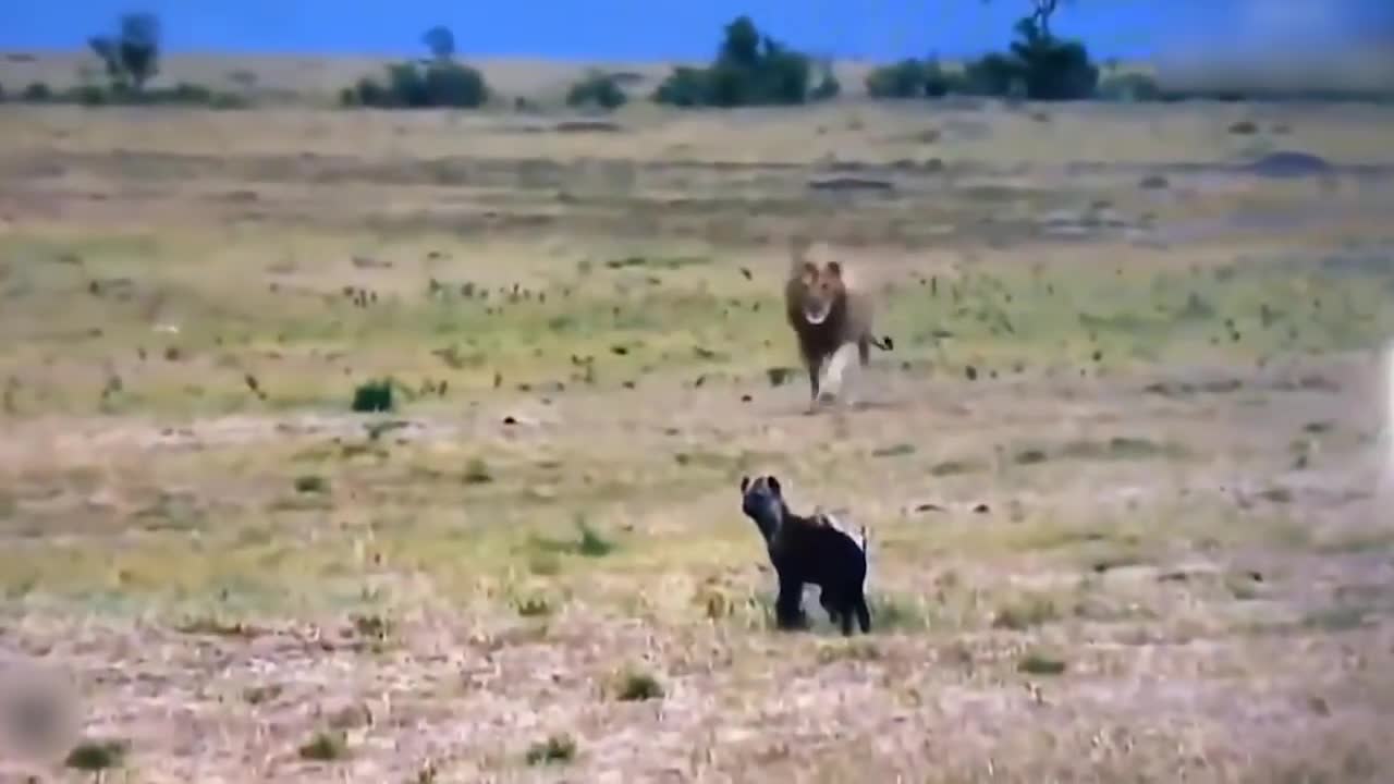 Teasing The Lion, The Hyena Was Suddenly Attacked Tragically And Painfully Disabled