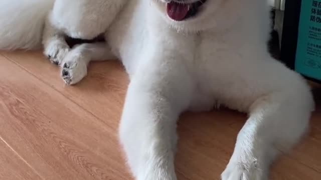 I used it as a pet for my family and my pet