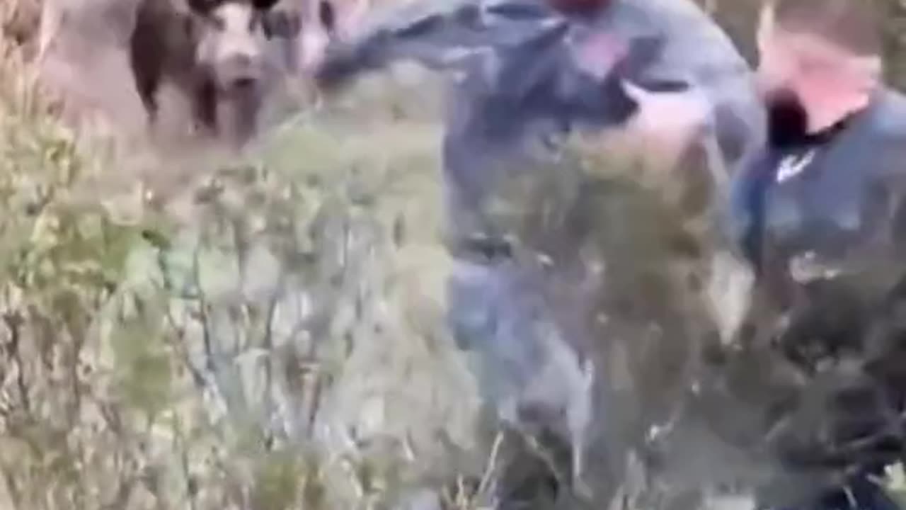 Funny videos