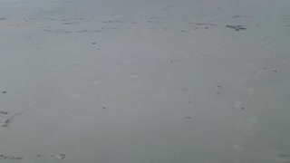 First time beach dog