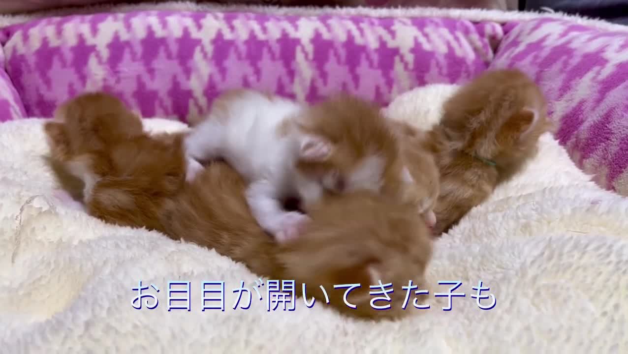 Cat video