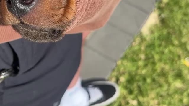 Adorable Mini Dachshund Puppy Takes a Nap in a Hoodie Pocket