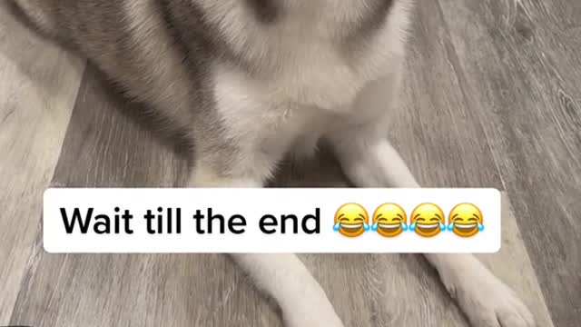 i cant stop laughing.mp4