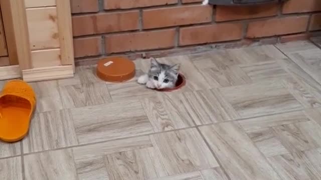 International Super Cat Spy
