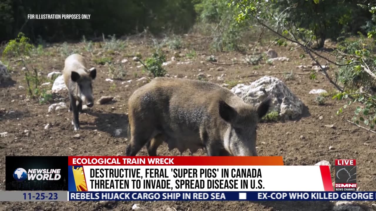 Destructive, feral 'super pigs' in Canada threaten to invade, spread disease in U.S.