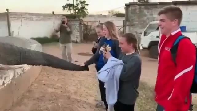 This elephant 🐘 doesn’t like to be photographed 📸 😳🤯