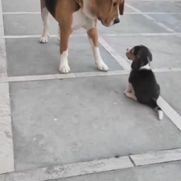 always puppy first😂