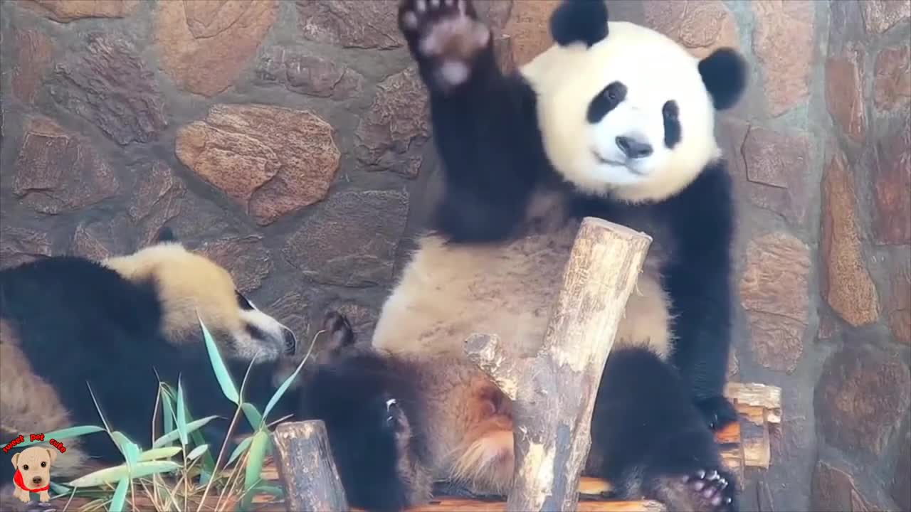 Cute panda video collection，Filmed in Chinese panda culture 2018