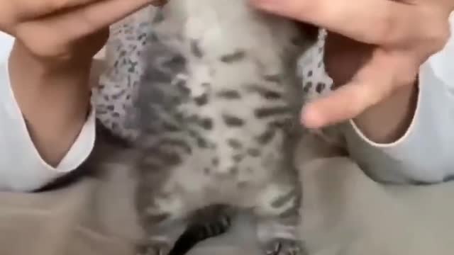 OMG So Cute Cat Video ❤