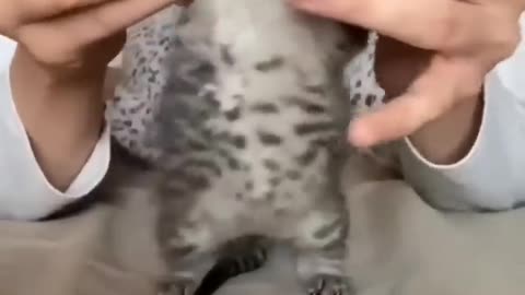 OMG So Cute Cat Video ❤