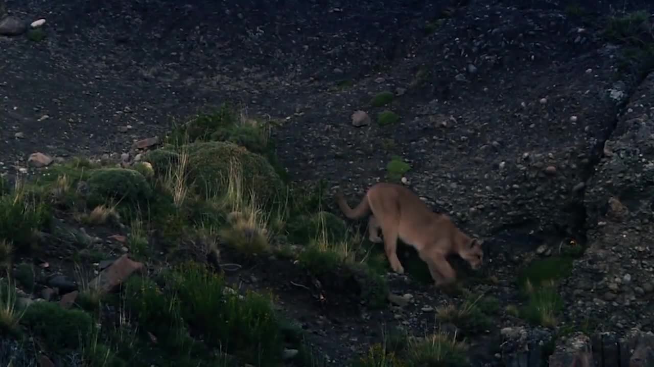 Lions is King But Fail! Mother Bear Save Her Baby From Puma Hunting, Giraffe vs Lions