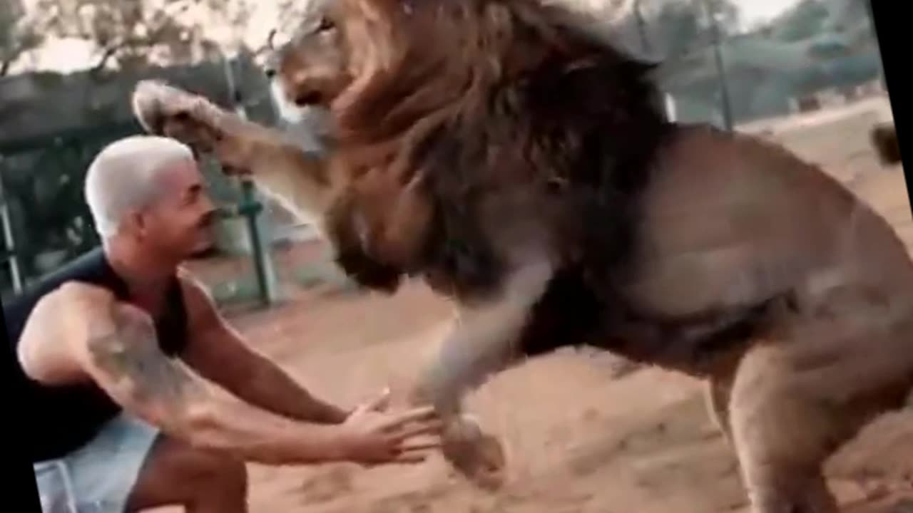 lion play with trainer☄️animals🦋4k 🥢funny video🔻memes#shorts #viral #trending #short #youtubeshorts✨