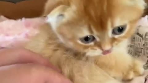 Funny baby cats shorts