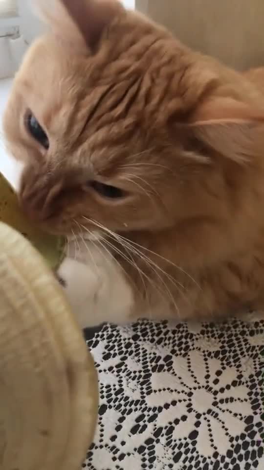 Ginger cat tries a banana for the first time. It seems to like it