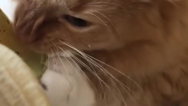 Ginger cat tries a banana for the first time. It seems to like it