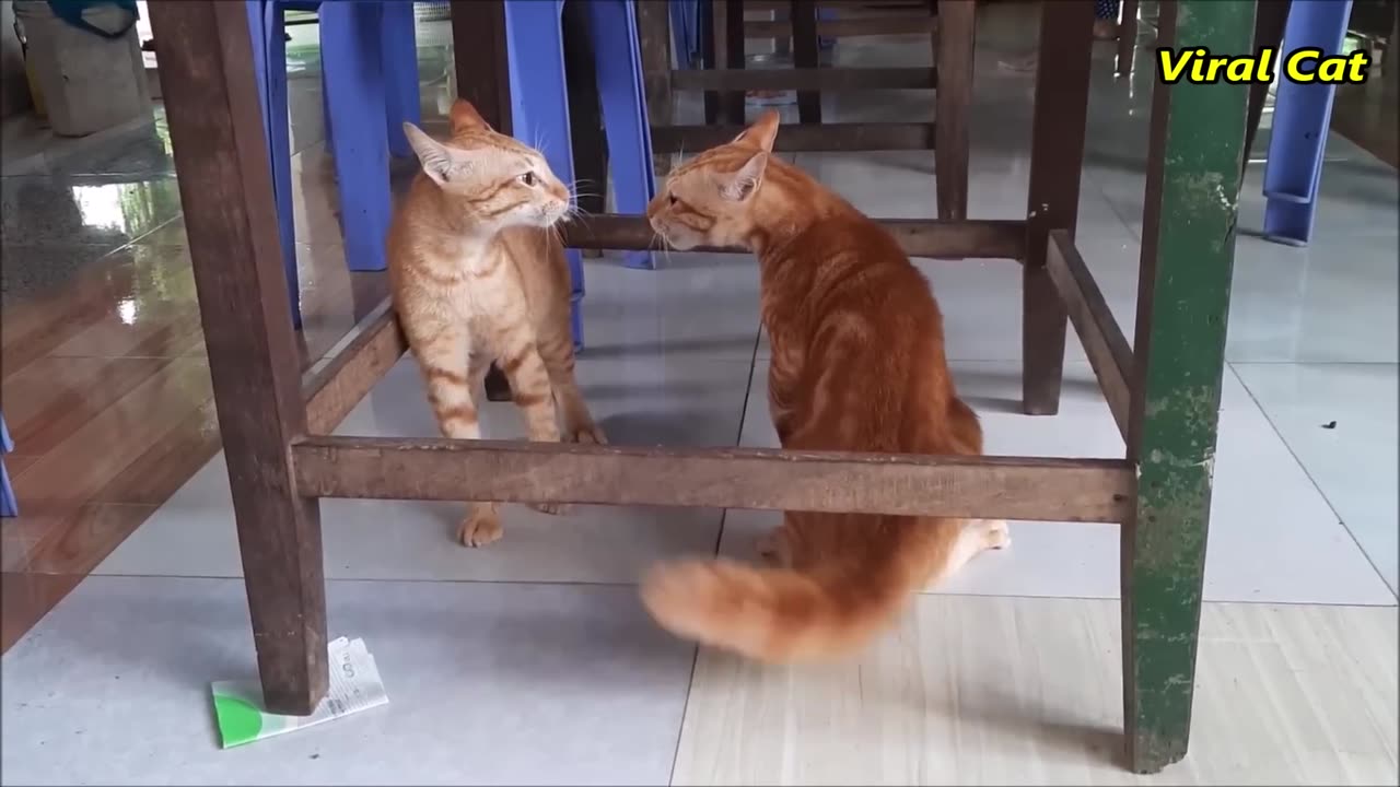 Cats Fighting and Meowing - These Two are Brothers | Viral Cats