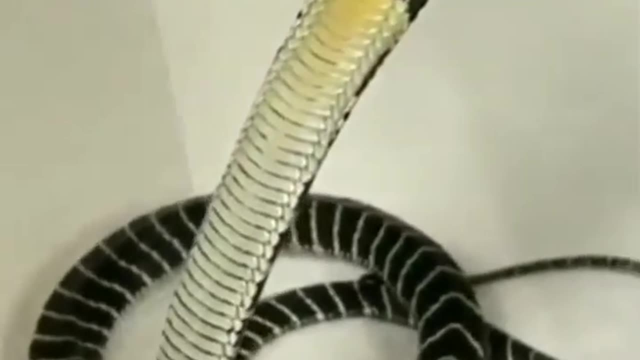 Dengeroese king cobra