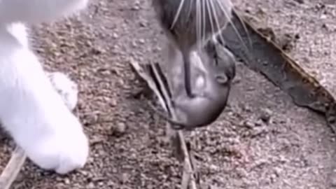 Wild animals