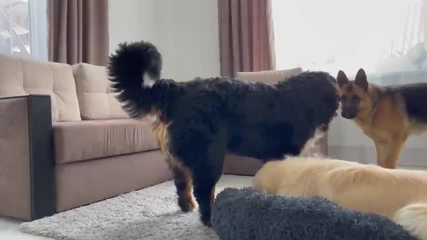 What do my dogs do when they're alone in aroom