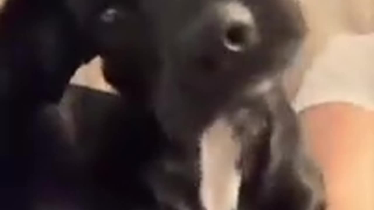 Super Funny Dogs