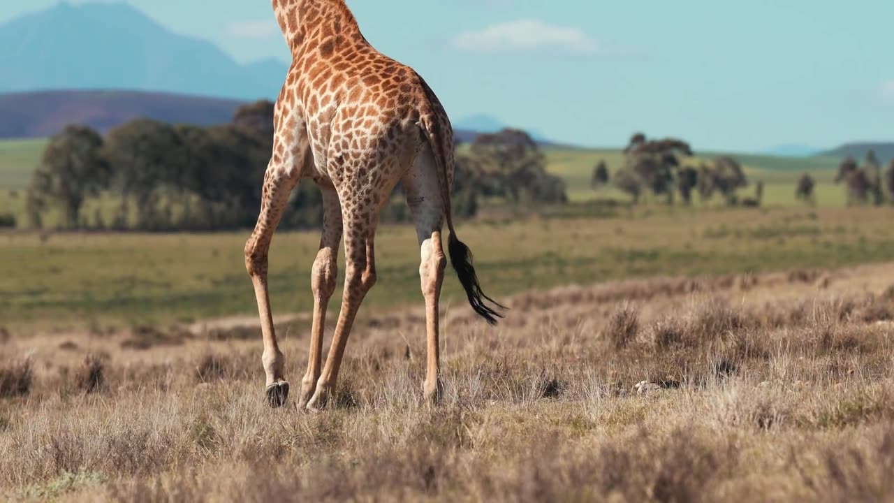 A Giraffe's Journey Through the Wilderness