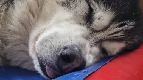 Trying To Wake An Old Sleeping Husky