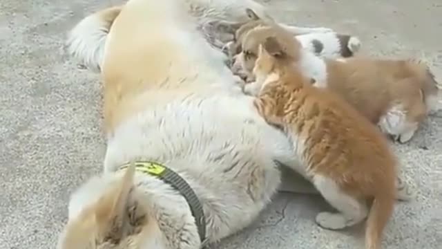 Cat eating a dog milk cat video