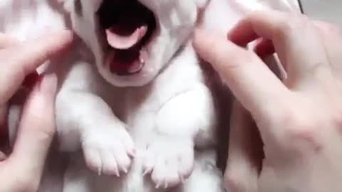 Super cute cute thing, do you like it?