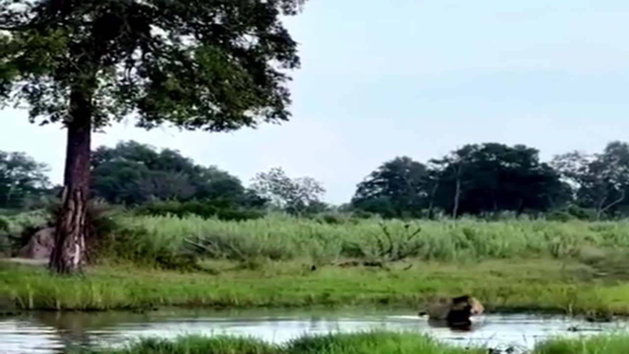 #crocodile and #lions