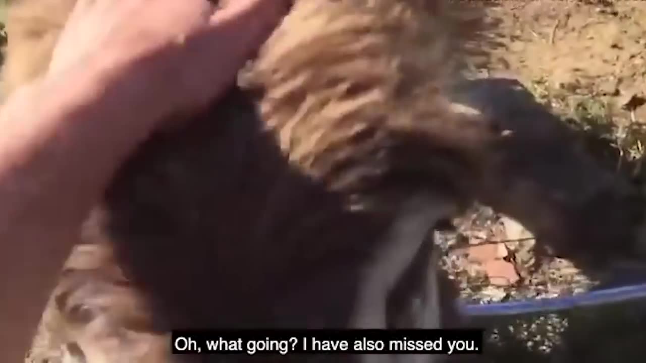 Animals Reunited With Owners AFTER YEARS!