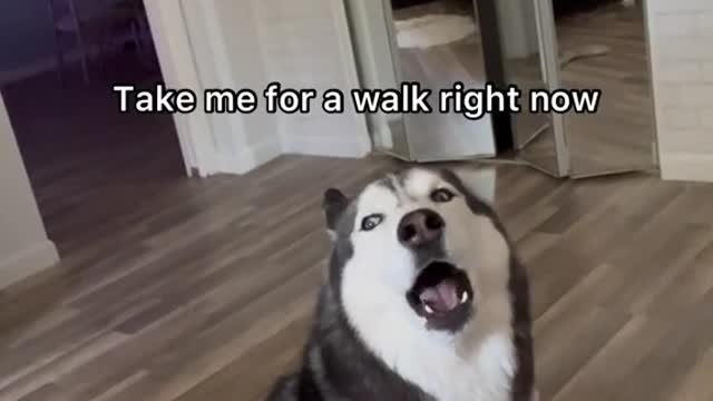 Meekathehusky wakes me up early in the morning 🥱