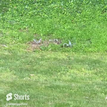 Cactuses 🌵 #shorts
