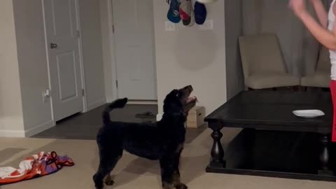 Dog plays ball