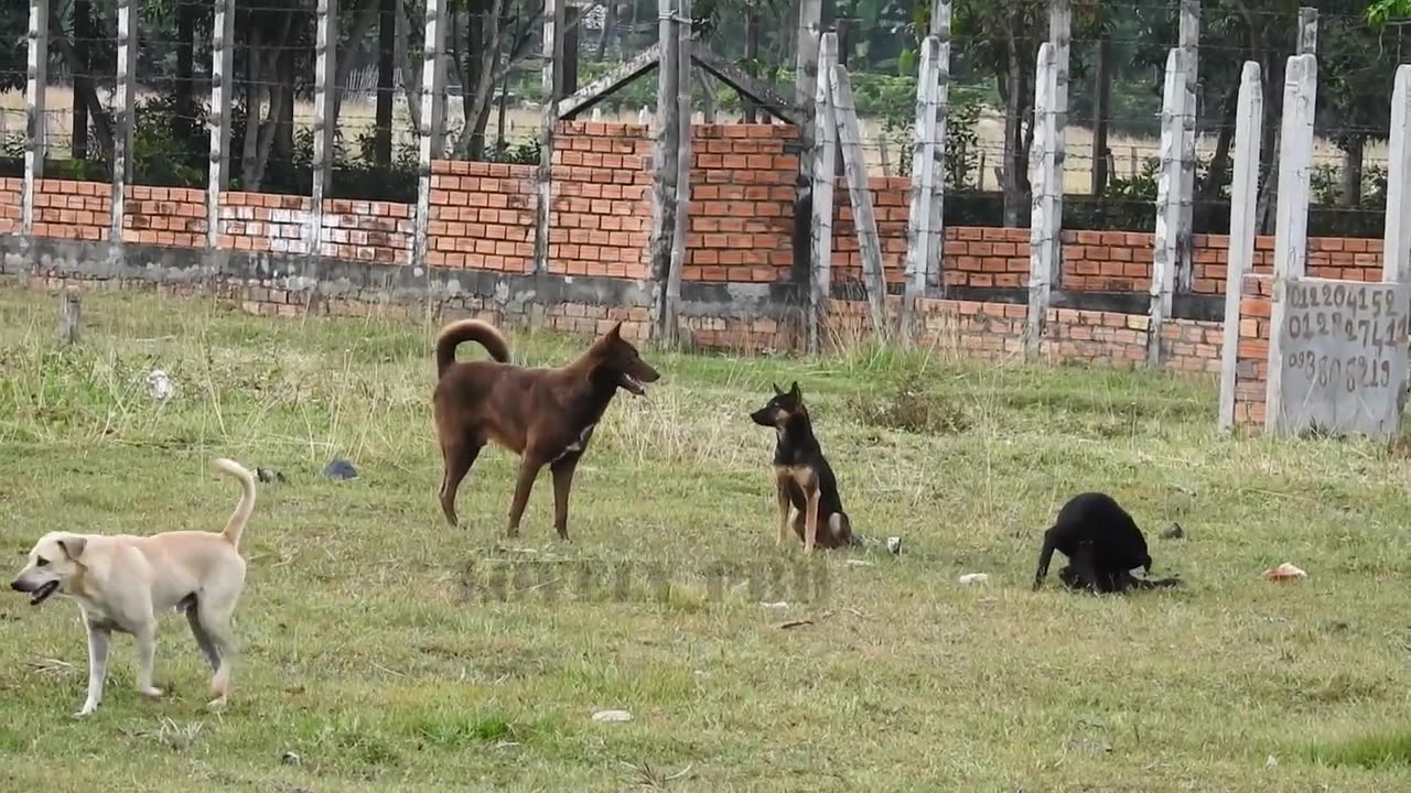 Villagedog!! Black Labrador Retriever Vs German Shepherd Dog Near Home cool tricks