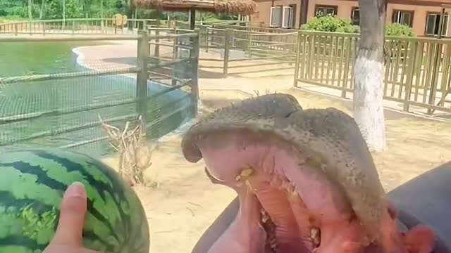 Hippos eat watermelon