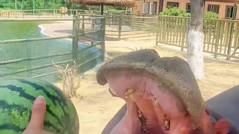 Hippos eat watermelon