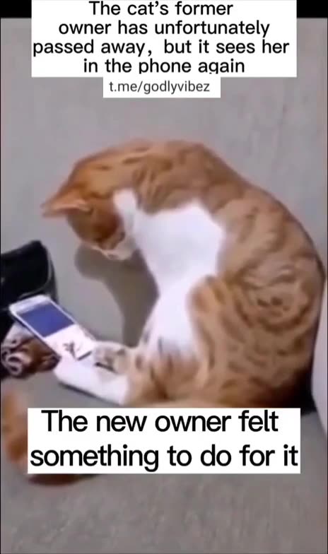 Cat Comforted after his Master's Death