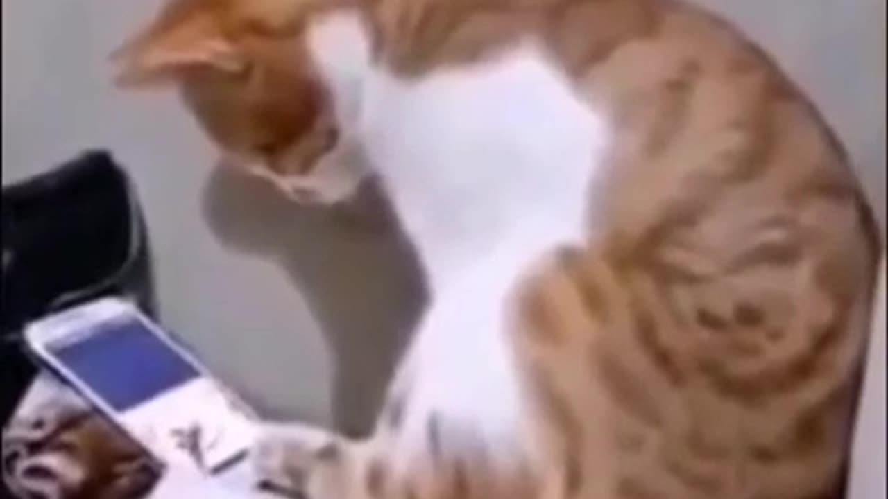 Cat Comforted after his Master's Death