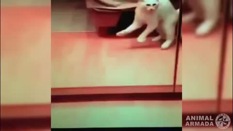 cats fighting, dancing and moving to their reflection_Cut