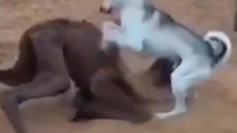 Kung fu dog