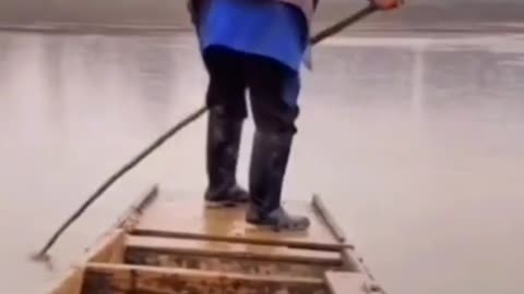 This is a beautiful and charming water-dwelling species